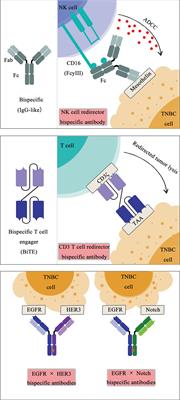 Frontiers | Progress And Prospect Of Immunotherapy For Triple-Negative ...